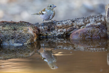 A common sparrow perched on a bird water feeder with its silhouette beautifully reflected in the water below, creating a peaceful and natural scene.