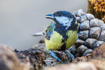 Obraz premium Great tit perched on a birdbath, singing with its beak open, captured in natural daylight.