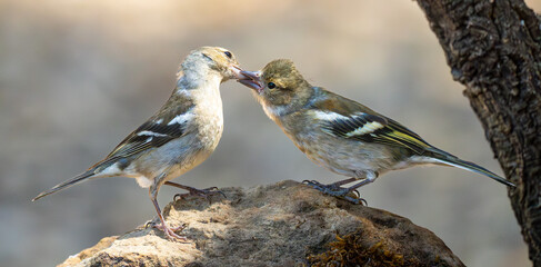 Two sparrows perched on a branch, captured as one feeds the other beak to beak in a tender wildlife interaction.