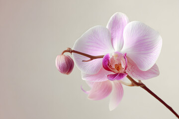 Minimalist Pink Orchid