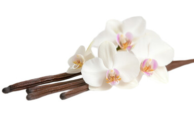Fresh aroma orchid vanilla with on transparent background, png