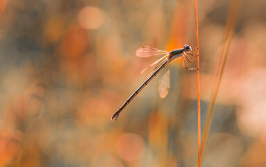 Ważka na źdźble trawy o zachodzie słońca – ciepłe światło, bokeh i naturalne ujęcie makro © Henryk Guziak