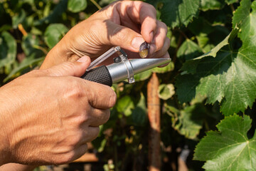 An agronomist measures sugar levels using a refractometer.