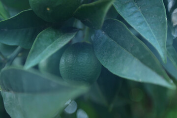 Obraz premium Macro shot of an unripe green citrus fruit hanging from a tree branch, surrounded by lush dark green leaves. The spherical fruit has a textured skin and is partially shaded, indicating early