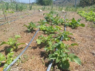 Vegetable garden with potato plants and drip irrigation in a sunny rural setting