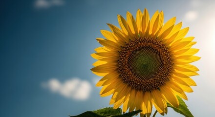 Naklejka premium A vibrant sunflower, bright yellow petals, and a dark brown center, against a soft blue sky with fluffy white clouds