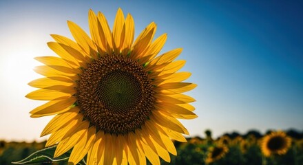 Obraz premium Close-up of a vibrant sunflower against a clear sky