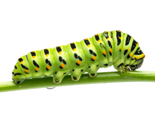 Vibrant green caterpillar with black and orange markings on a slender stem, showcasing nature's intricate beauty and the wonders of metamorphosis on transparent background
