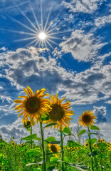 Sonnenblumen bei strahlender Sonne