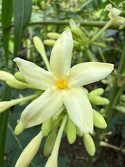 Close up shows a papaya flower's delicate petals and vibrant yellow center