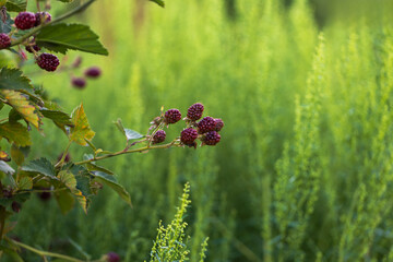 Ripening blackberry among green leaves