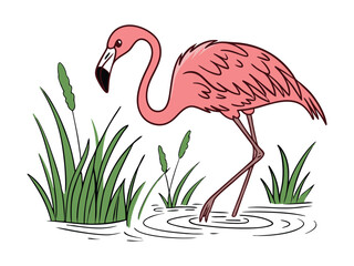 Flamingo in marsh, hand drawn.