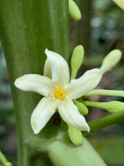 A delicate white papaya flower blooms on its vibrant green stem naturally