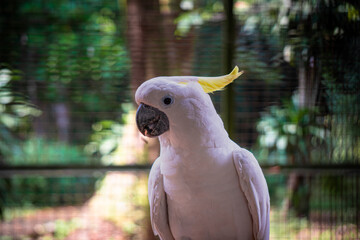 Sulphur-crested cockatoo rests in a shaded tropical aviary, its body turned slightly as it observes quietly from behind wire fencing.