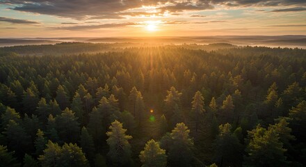 Golden sunset illuminating a dense forest from above, with warm light filtering through treetops—ideal for environmental campaigns, travel visuals, or peaceful meditation backgrounds