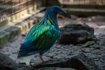 Nicobar pigeon stands alert on a wooden surface inside a tropical aviary, its iridescent feathers shimmering in shades of green and blue.