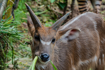 Portrait of a male Sitatunga, or marshbuck, showcases its magnificent spiral horns and shaggy, water-adapted coat as it grazes.