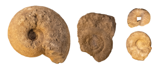 Ammonite fossils objects set isolated on white, cut out, prehistoric marine shells rock casts, museum specimens, perisphinctes pachydiscus from jurassic and cretaceous periods, top view, no people