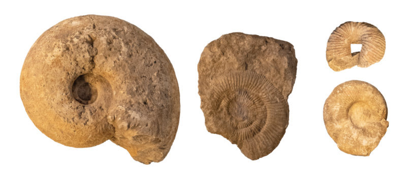 Ammonite fossils objects set isolated on white, cut out, prehistoric marine shells rock casts, museum specimens, perisphinctes pachydiscus from jurassic and cretaceous periods, top view, no people