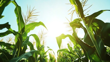 Sunlit cornfield creating a serene landscape view.