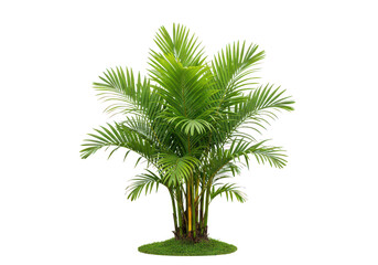 Green areca palm tree with grass base, tropical plant isolated on transparent background