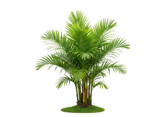 Green areca palm tree with grass base, tropical plant isolated on transparent background