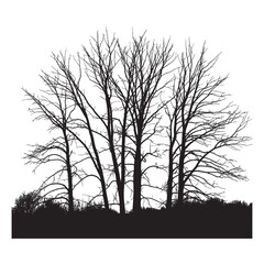 Silhouette of several bare trees with intricate branches against a white background in a stark winter scene