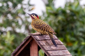 Beautiful woodpecker (Green-barred Woodpecker) on top of bird feeder (Colaptes melanochloros)