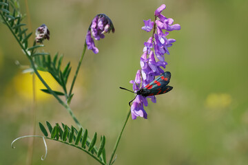 Close-up of a Six-spot Burnet moth perched on tufted vetch flowers against a softly blurred light green background on a sunny summer day.