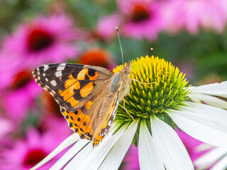 Motyl ssawką pije nektar kwiatowy  © Janusz Lipiński