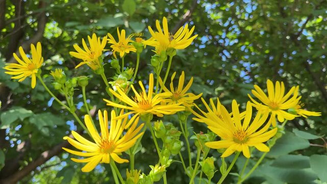 Yellow flowers silphium perfoliatum in the garden.
