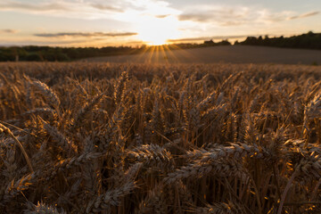 Wheat field at harvest time. Spikelets of ripe wheat. Agricultural image. Ripe ears of wheat are golden in color.