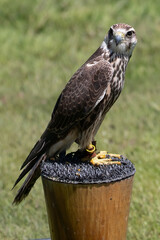 Lanner Falcon (Falco biarmicus) Falconry Bird of Prey Perched on Stand – Wildlife Photography