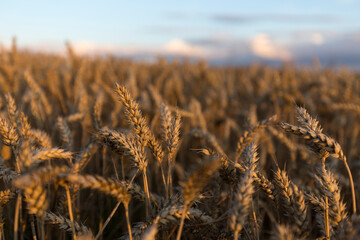 Wheat field at harvest time. Spikelets of ripe wheat. Agricultural image. Ripe ears of wheat are golden in color.