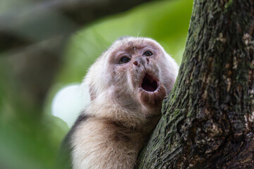 A close up shot of the face of a Capuchin monkey with its mouth wide open in a tree in Manuel Antonio, Costa Rica.   The Capuchin monkey is known by the locals as the Mafia monkey