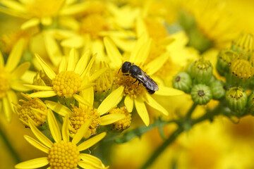 Female bee Large-headed Resin Bee Heriades truncorum, family Megachilidae. Flowers of common ragwort (Jacobaea vulgaris). August, Netherlands.