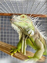 iguana 004