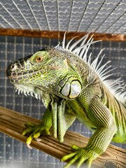 iguana 002