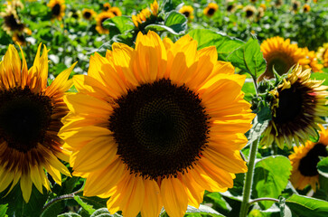 Obraz premium Sunflower cultivation in a flower farm in the Fraser Valley, BC, Canada