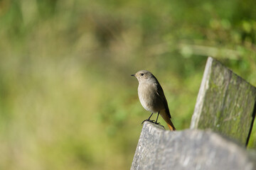 Black Redstart sitting on a bench looking into the distance