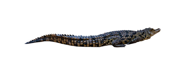 Freshwater Crocodile Crocodylus johnstoni Isolated on Transparent Background