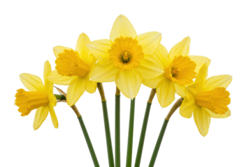 Vibrant yellow daffodils in full bloom. Cut out PNG