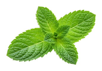 Vibrant green mint leaves highlighting veins and texture. Cut out PNG