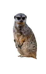 Meerkat sits on its hind legs on a transparent background.