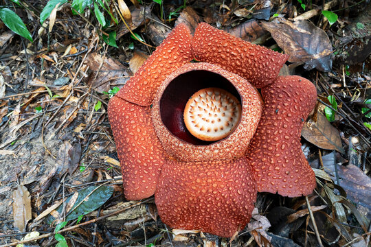 Close up of Rafflesia keithii also know as corpse flower in Ranau, Sabah, Malaysia
