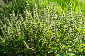 Close up of Kemangi or Indonesian lemon basil