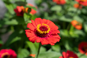 Close up of Red Zinnia flower bloom
