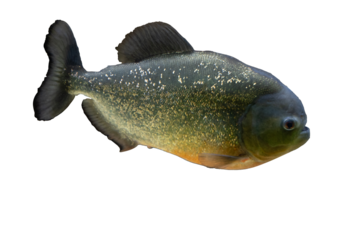 Red-bellied piranha Pygocentrus nattereri in an aquarium. Side view.