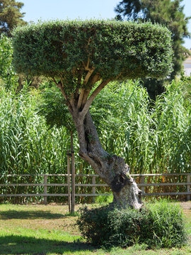 olea europaea, olive tree, beautifully pruned