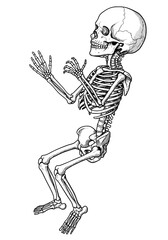 Naklejka premium Detailed vintage skeleton illustration, anatomical drawing for medical or Halloween designs, articulated bones